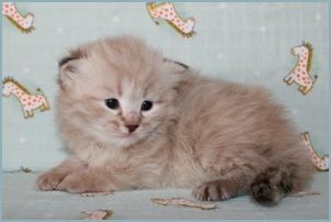 Male Siberian Kitten from Deedlebug Siberians